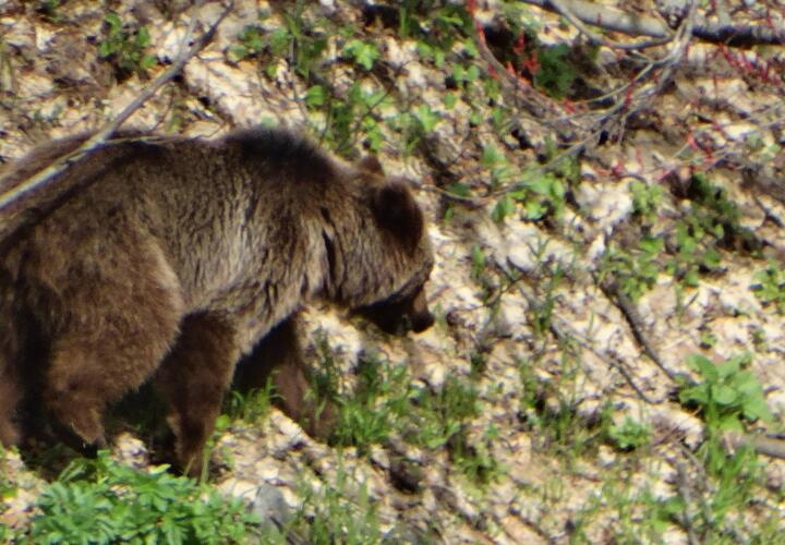 Бежавший по федеральной трассе медвежонок в Сочи развеселил туристов