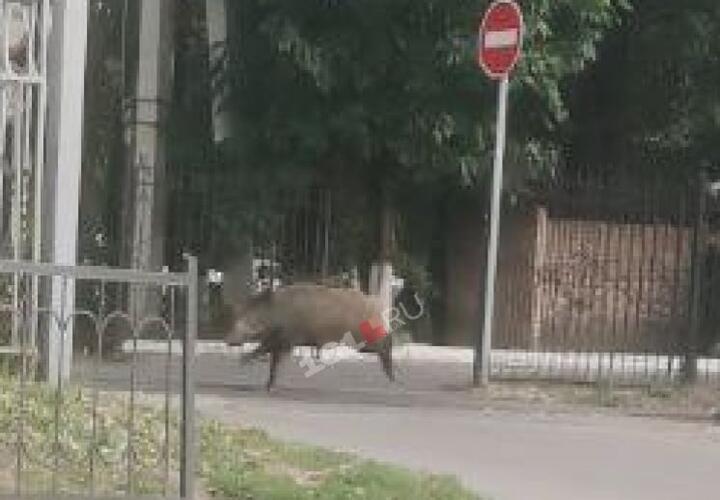 Четыре диких кабана кошмарят ростовчан