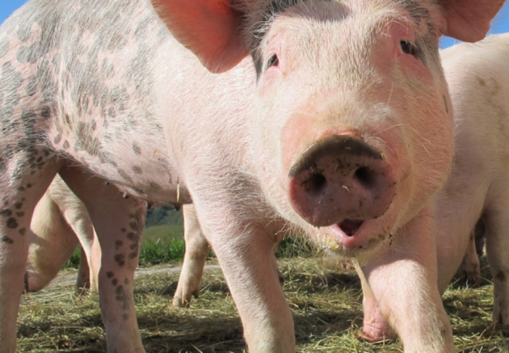 Департамент ветеринарии Краснодарского края комментирует ситуацию с африканской чумой свиней