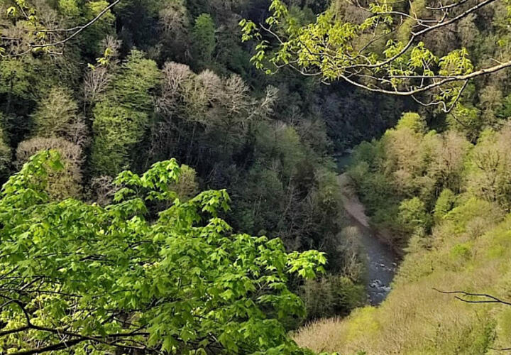 Двое жителей Кубани хотели растопить печь дубом ценной породы