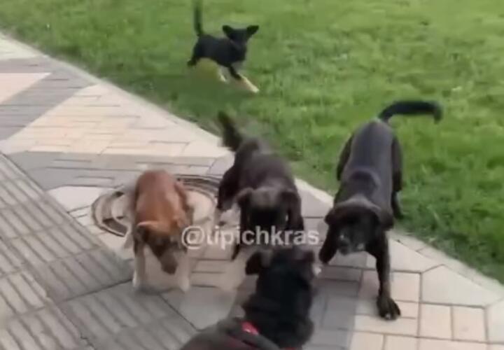 Запрет на кормление бездомных животных в Краснодаре не работает на практике