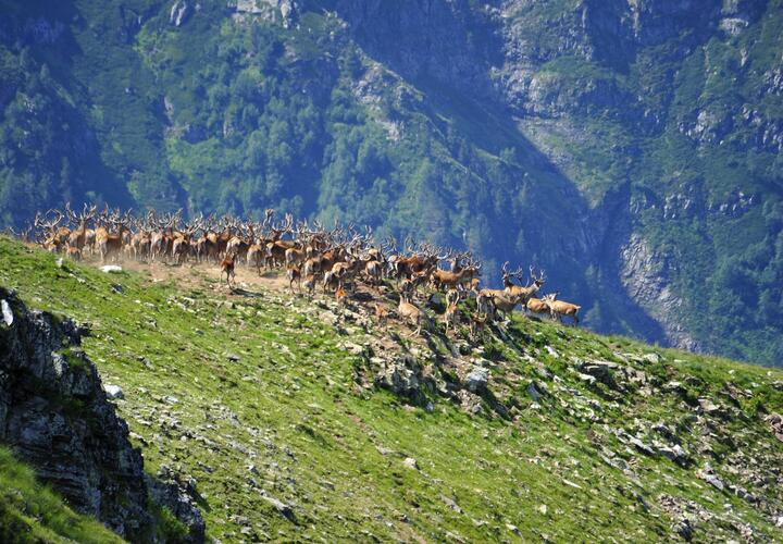 Кавказский заповедник закрывает часть маршрутов из-за подсчета поголовья оленей