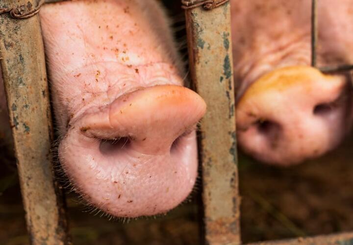 На Кубани нашли африканскую чуму свиней в субпродуктах, которые продавали в магазине