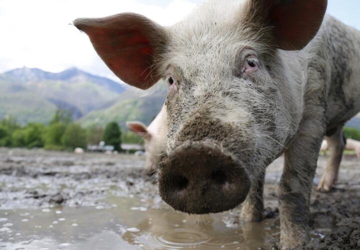 На Кубани уничтожат более 10 тысяч свиней из-за вспышки чумы