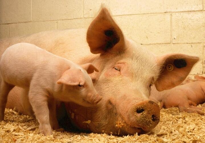 Новый очаг африканской чумы свиней обнаружили на Кубани