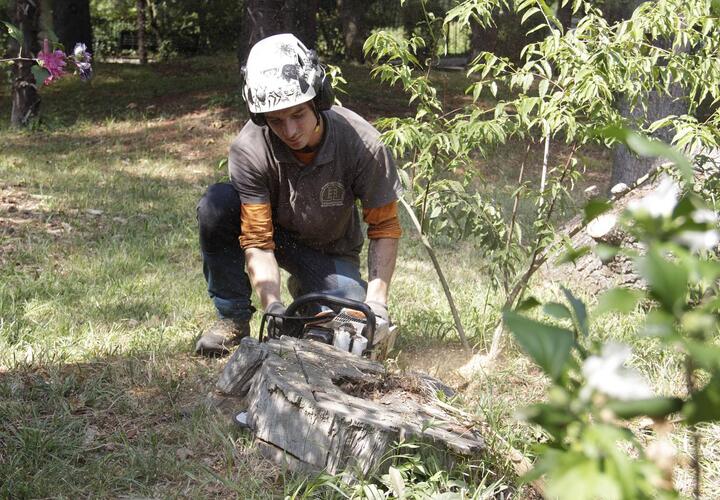 По сочинскому «Дендрарию» стало опасно ходить из-за старых деревьев