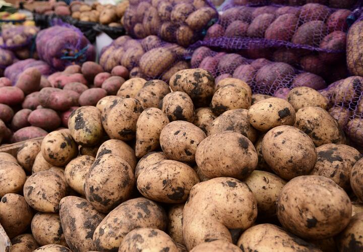 Сегодня в Краснодаре работают 6 ярмарок выходного дня