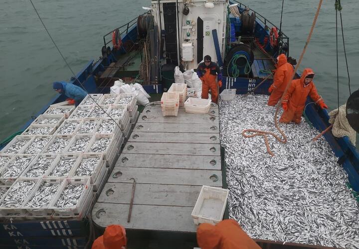 Сезон хамсы в Новороссийске начнется с опозданием