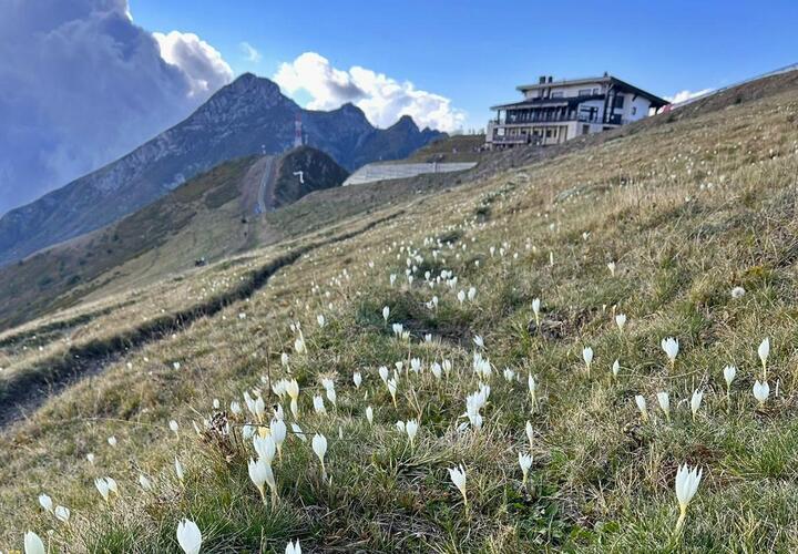 В горах Сочи расцветают редкие краснокнижные крокусы