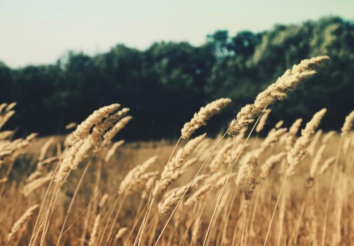 В Краснодарском крае 29 сентября ветер усилится до 20 м/с