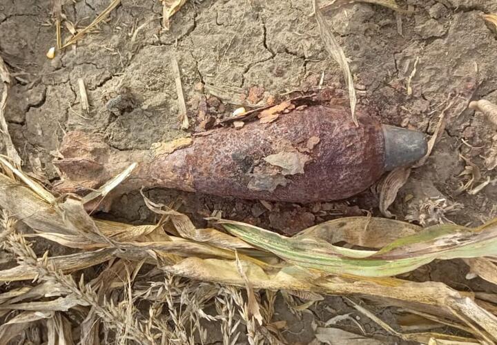 В Краснодарском крае на кукурузном поле нашли мину