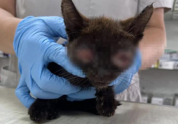 В Новороссийске собирают деньги для слепого котенка, которому выкололи глаза