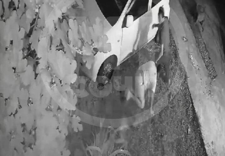 В Сочи бойцовские псы напали на 60-летнюю женщину и оторвали ей ухо