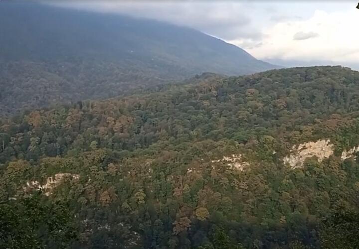 Сочинском нацпарке обнаружена плантация конопли