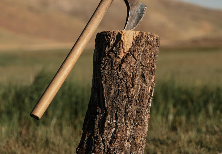 В Туапсинском районе депутат создал банду «черных лесорубов»