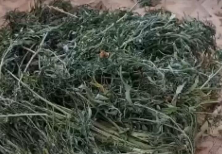 Житель Кубани хранил марихуану в собачьей будке 