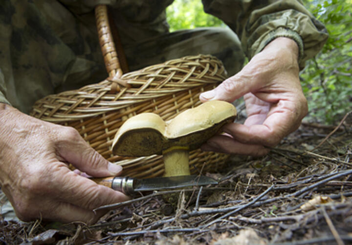 9 лет за поход в лес: в России введена уголовная ответственность за сбор редких растений и грибов