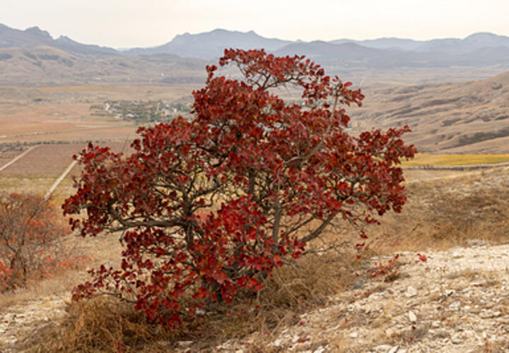 Аномальная погода приходит на Кубань