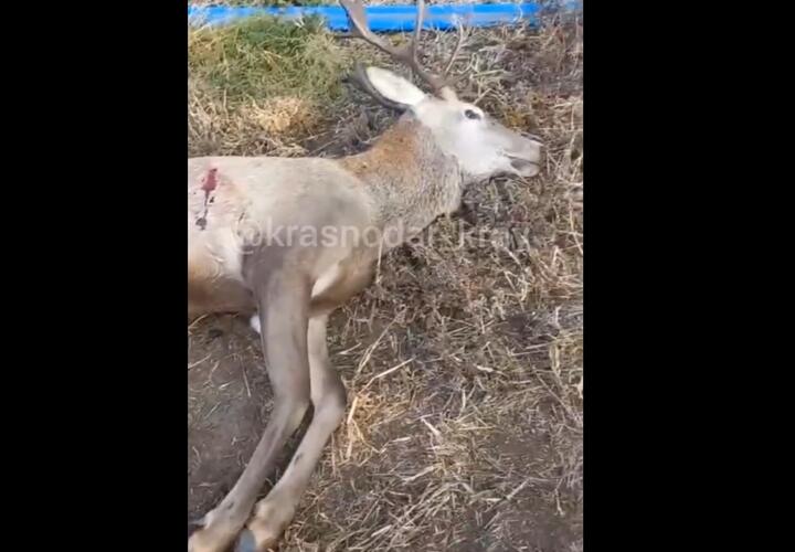 Благородного оленя убили браконьеры в Кореновском районе Кубани