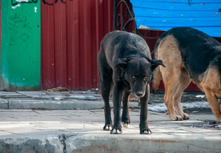 Бродячих собак разрешили гладить: власти края внесли изменения в правила обращения с бездомными животными