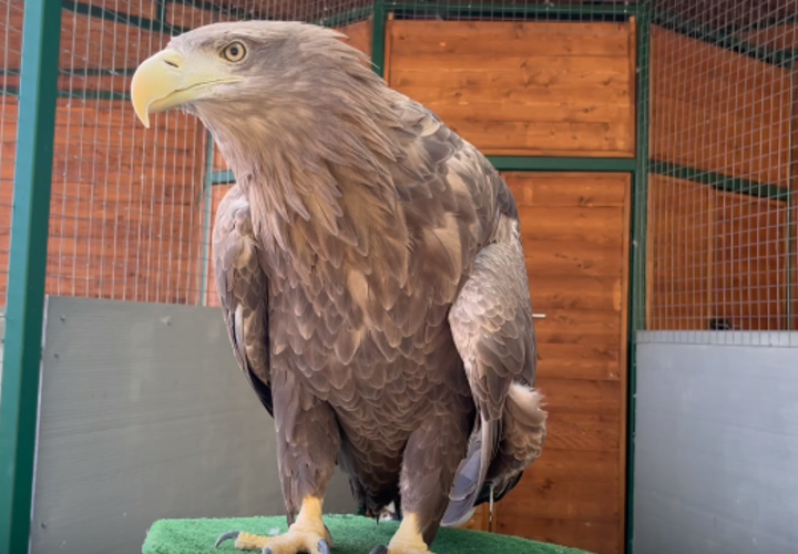 Казбеку дадут женское имя: в Сочи определили пол белохвостого орлана