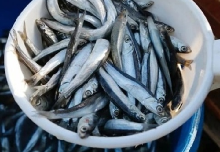 Когда подешевеет хамса в Краснодарском крае, рассказали рыболовы