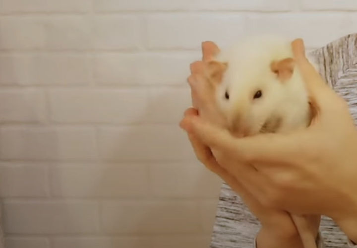 Мужчина прилетел в Минеральные Воды с крысой в трусах