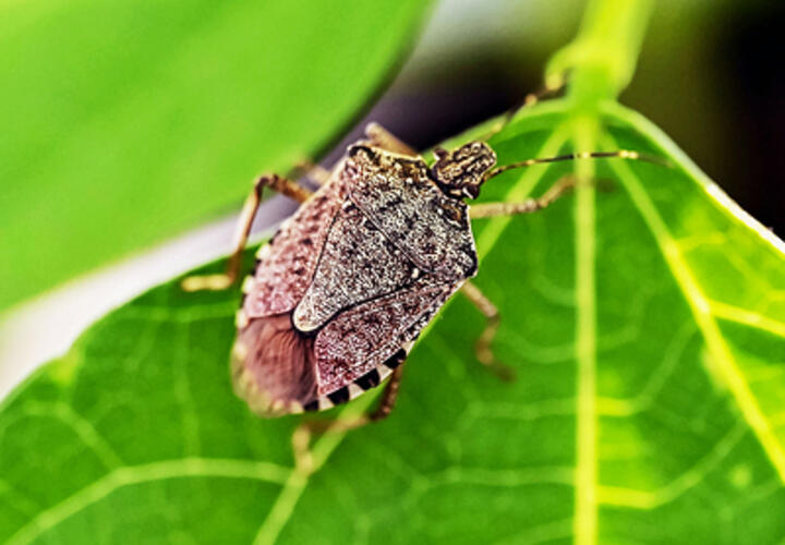 На Кубани мраморный клоп идет на зимовку