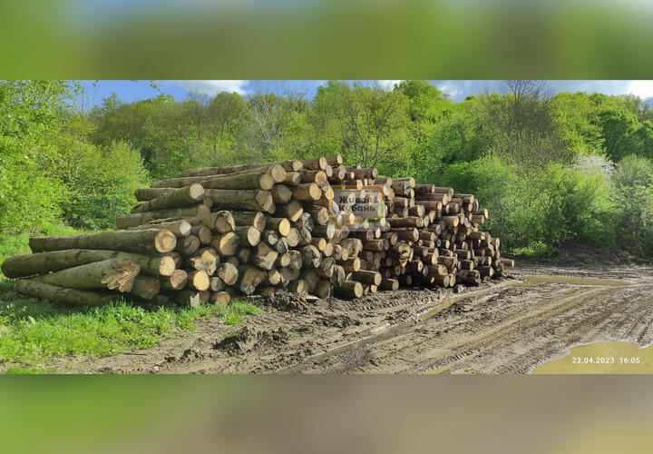На Кубани суд обязал черного лесоруба возместить 64 миллиона рублей за  варварски уничтоженные деревья  