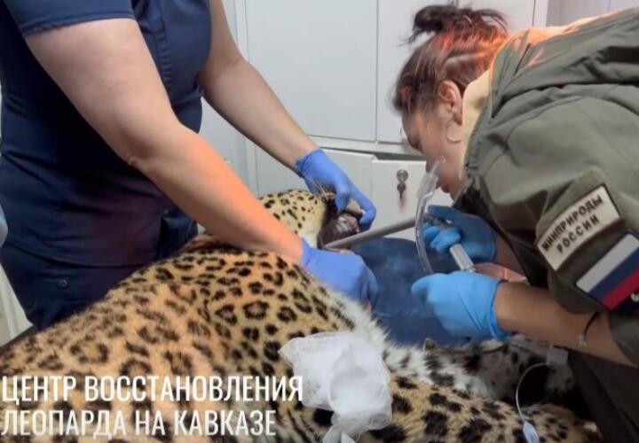 На приеме у стоматолога: двум леопардам в Сочи восстановили сломанные зубы