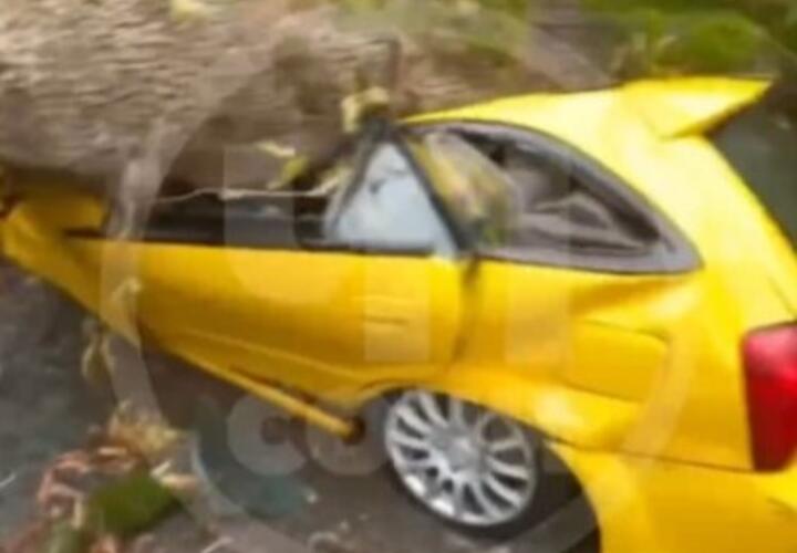 Нашли друг друга: в Сочи огромное дерево всмятку раздавило автомобиль туристов, приехавших на нем из Хакасии