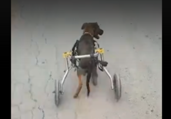 Парализованного щенка из Анапы перевезли в Новороссийск и сделали инвалидную коляску