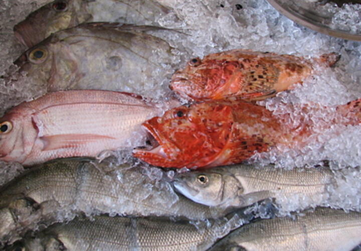 С сегодняшнего дня Россельхознадзор ограничивает импорт рыбы из Японии