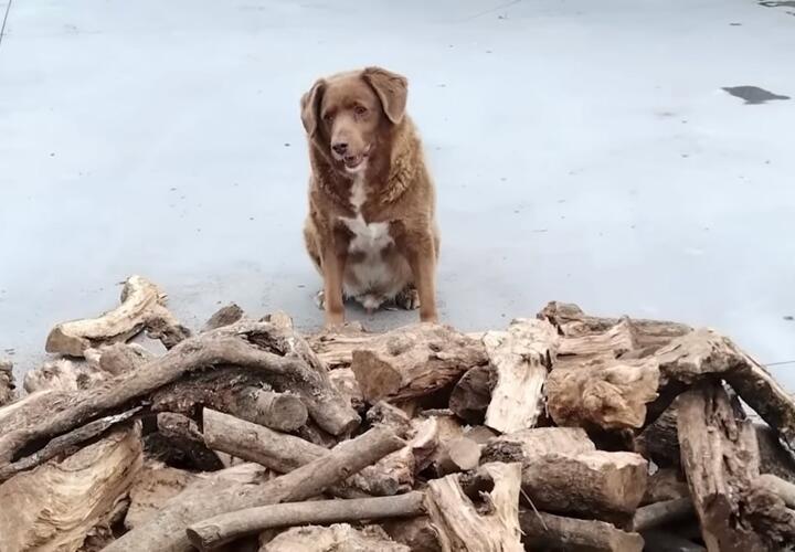 Самого пожилого пса в мире могли подменить