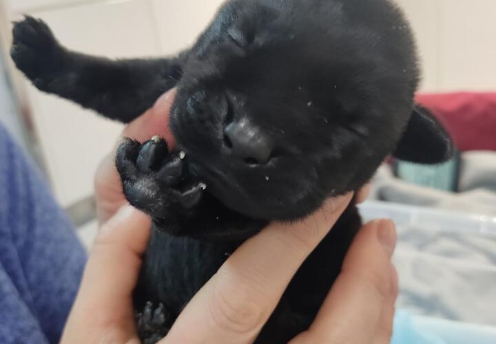 Щенок из пробирки впервые родился в России