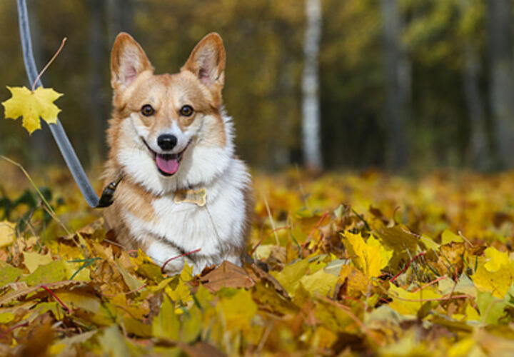 Тепло и ветрено: синоптики обещают погоду с небольшими дождями
