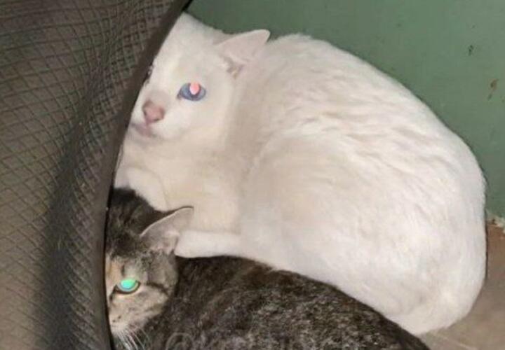 В Краснодаре 20 кошек могут погибнуть без еды и тепла в заброшенном гараже