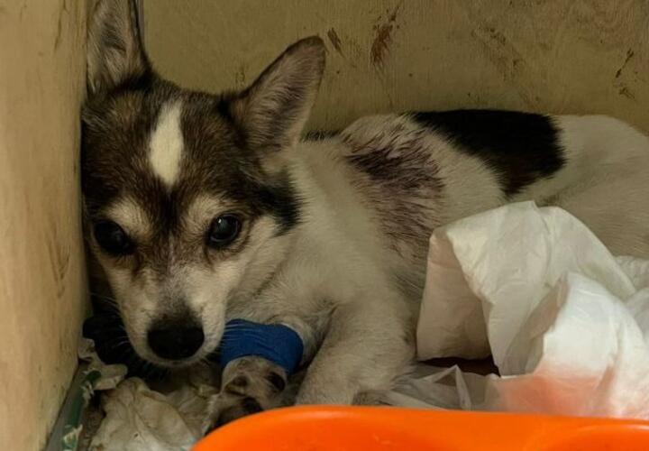 В Майкопе неизвестный живодер расстрелял бродячую собаку