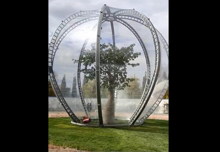 В парке Галицкого начали утеплять экзотические растения