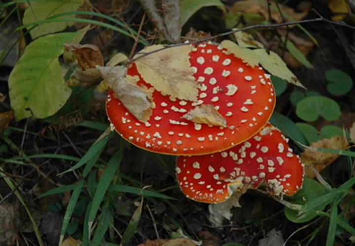 В России грибников теперь будут наказывать даже за сбор мухоморов