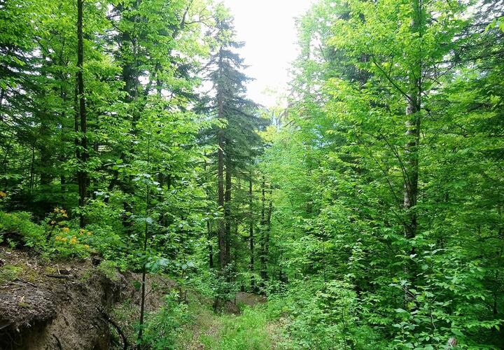 Все на природу: на Кубани перестает действовать запрет на посещение лесов  