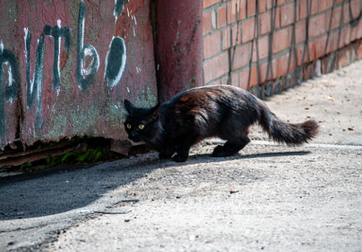 Выжил или нет: появилось видео, на котором девочка из Кабардинки издевается над своим котом