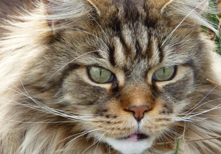 Застрелил на глазах детей: житель Кубани, убивший соседского мейн-куна, получил три года колонии-поселения