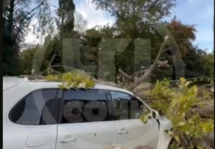 Без слез не взглянешь: в  Сочи огромное дерево рухнуло на припаркованный Porsche Cayenne