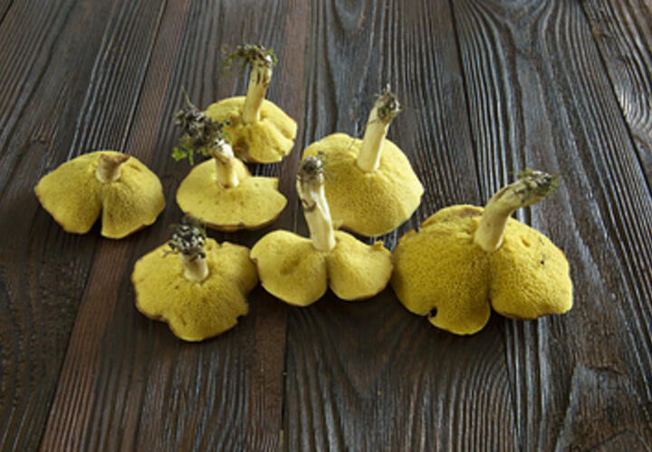 Что полезного содержится в грибах, рассказал эксперт