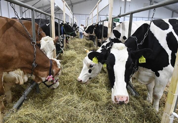 Карантин из-за рака крови у коров ввели на Кубани, чем это опасно для человека