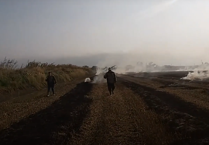 Кубань опять накроет дым от сжигания рисовой соломы