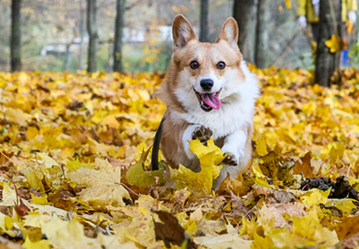 Льготный налог и отмена виз: что изменится в жизни россиян с ноября 2023 года
