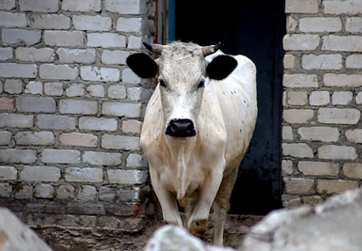 На Кубани разъяренный бык напал на женщину