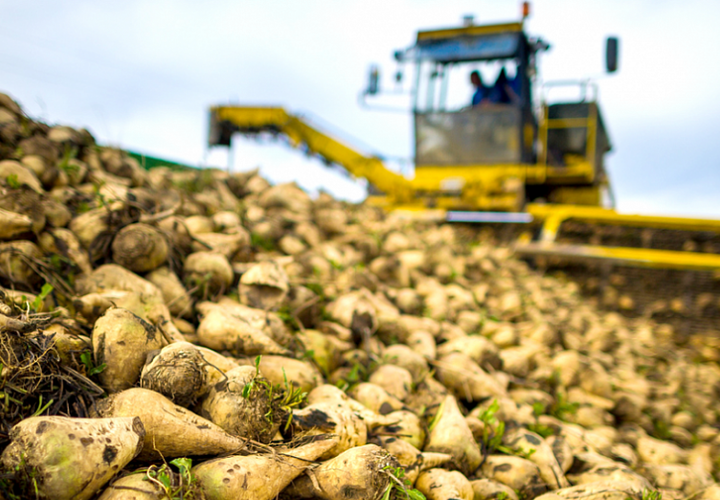 На Кубани сахарную свеклу нового урожая проверяли на наличие токсических элементов, пестицидов и радионуклидов